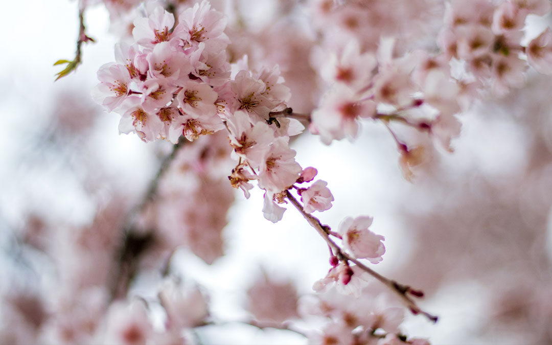 Spring is a Time of Renewal - Flint: Our Community, Our Voice