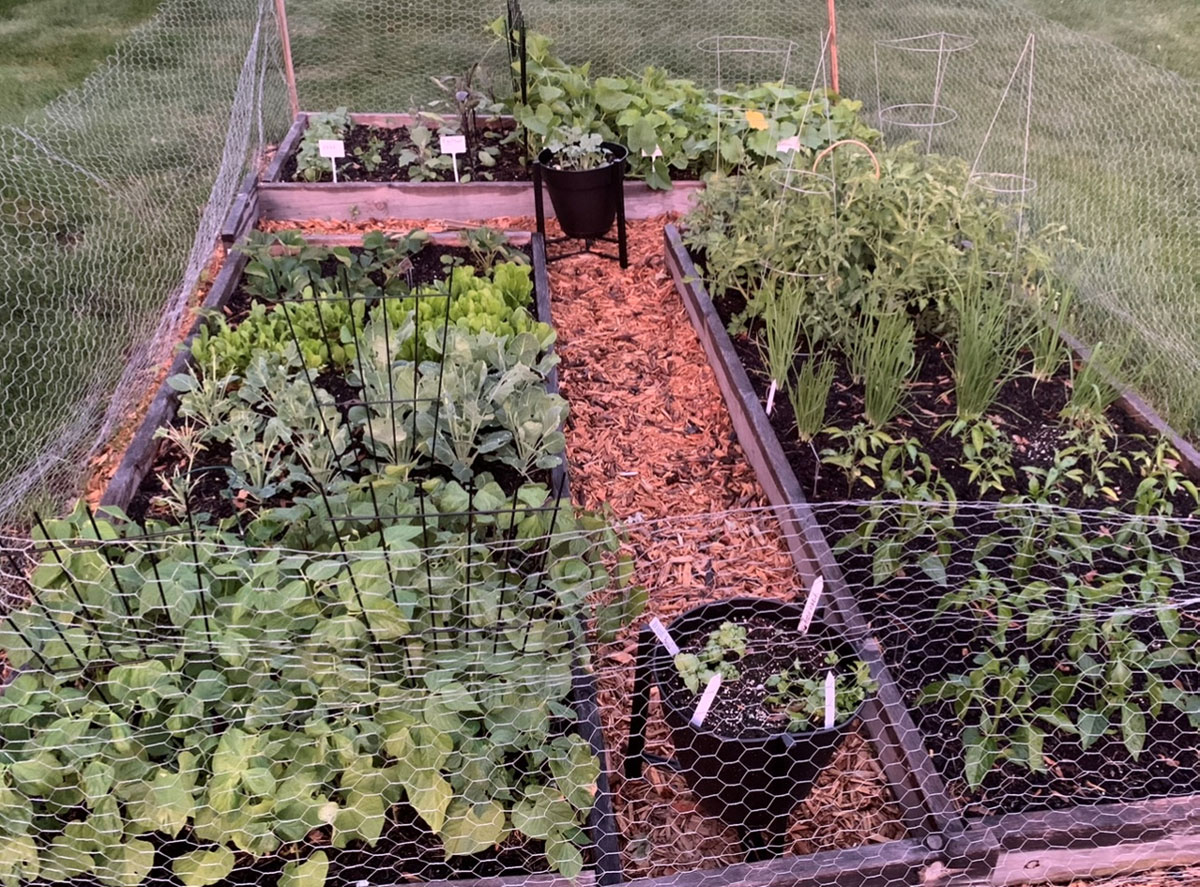 A Kitchen Garden