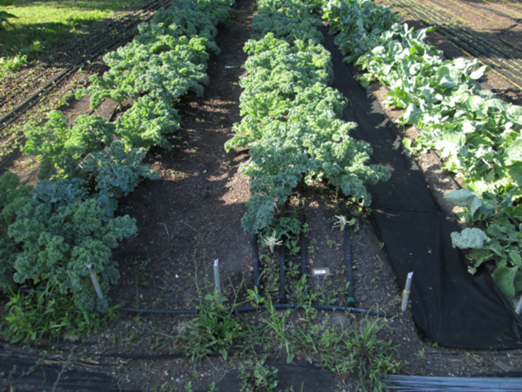 Annual Food Garden Tour is Back! July 26, Bike or Bus!